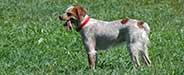 bretons-spaniels
