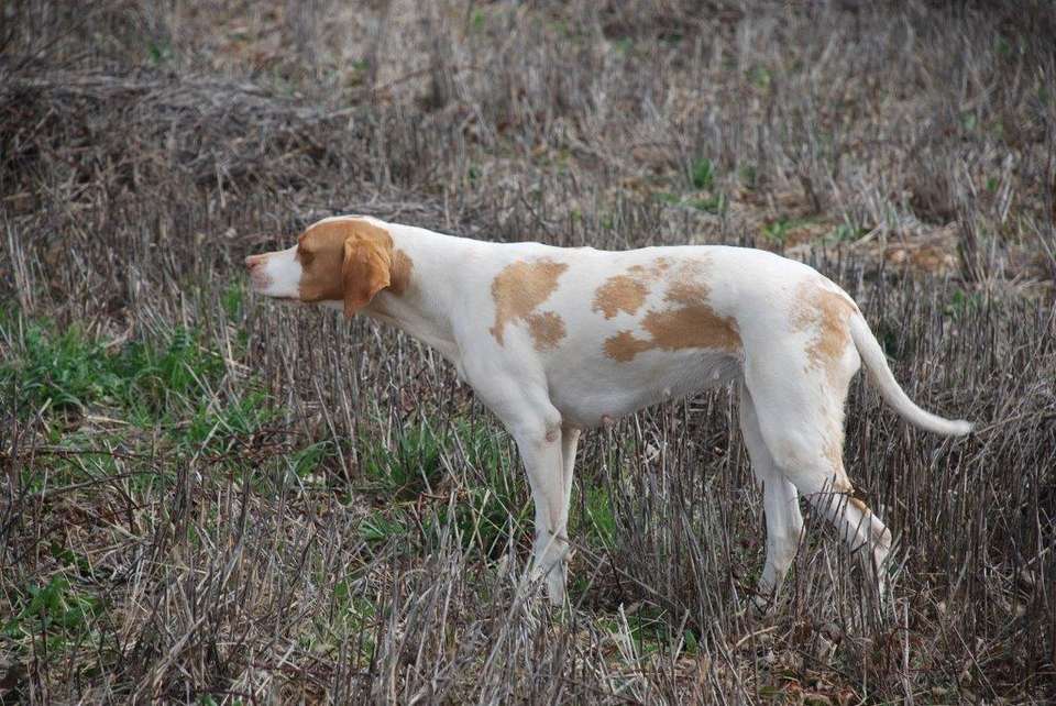 Braques Saint Germain levage de l tang du Vert Canine