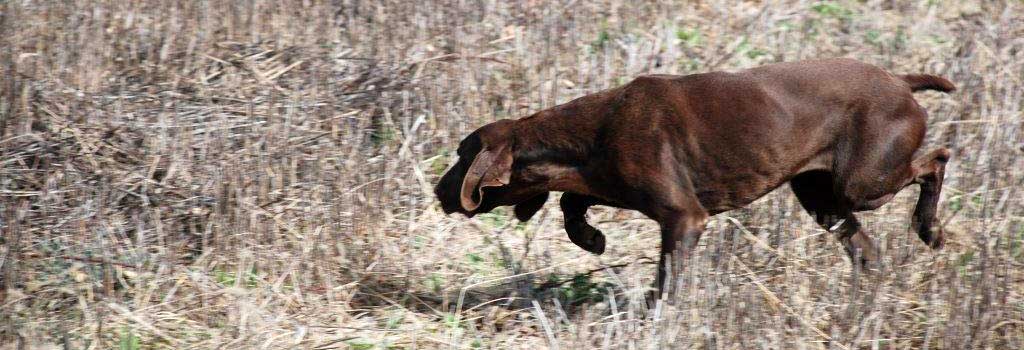 German Pointer