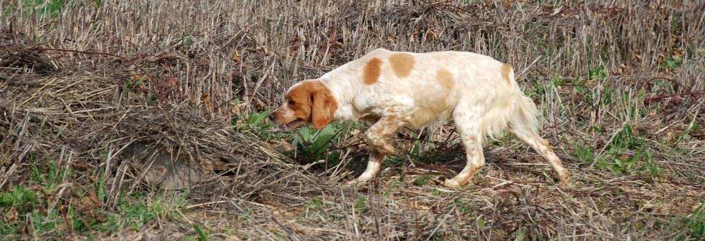 Brittany Spaniel