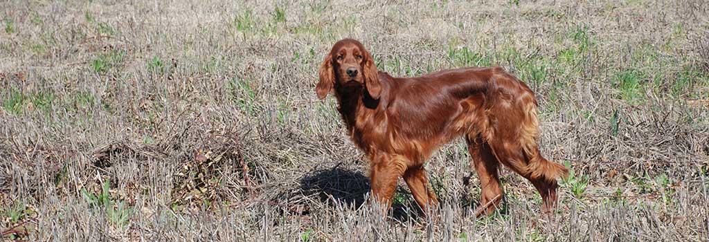 Setter Irlandais