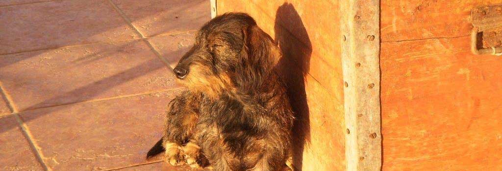 Wirehaired Dachshund