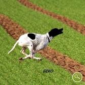 Pointer Anglais