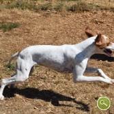 Pointer Anglais